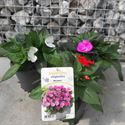Afbeelding van EJ Impatiens NG P19 Sunpatiens Salmon